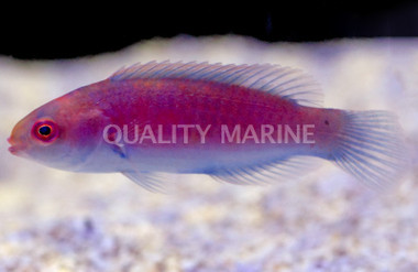 Darwin Glow Fairy Wrasse :: 33841