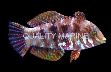 Jewelled Wrasse