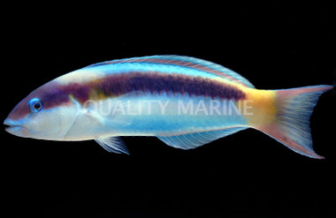 Red Cheek Wrasse