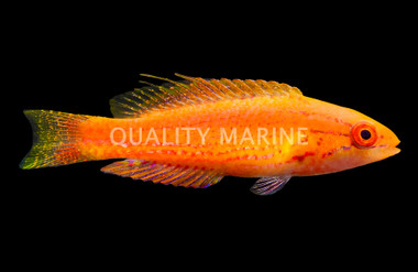 Bell's Flasher Wrasse, Female