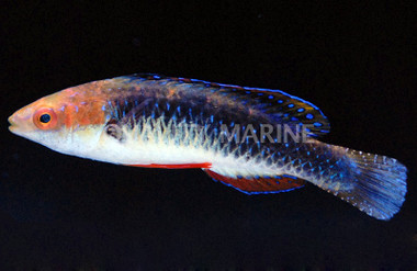 Monsoon Fairy Wrasse, Male