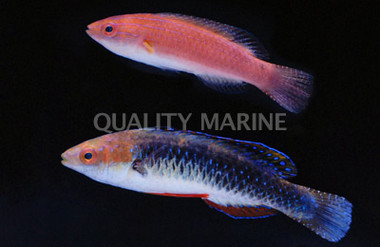 Monsoon Fairy Wrasse, Pair