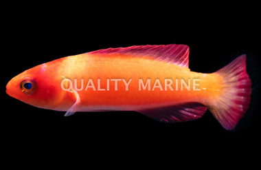Magma Fairy Wrasse :: 33862
