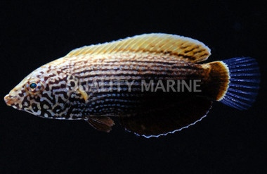 Lennard's Wrasse, Juvenile