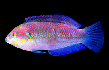 Moyer's Leopard Wrasse