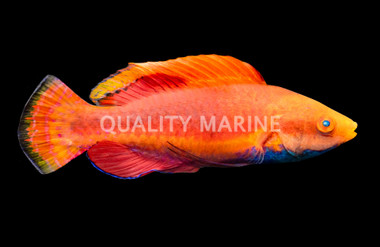 Blue Throat Fairy Wrasse