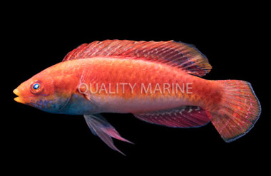 Blue Throat Fairy Wrasse