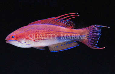 Golden Rhomboidalis Wrasse, Pair