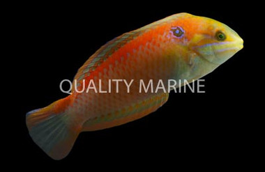 Madagascar Leopard Wrasse, Male :: 33912