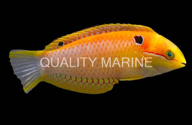 Madagascar Leopard Wrasse :: 33913