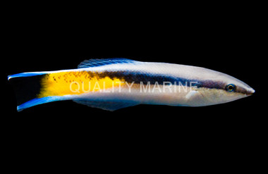 Yellow Patch Cleaner Wrasse :: 33915
