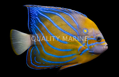 Annularis Angelfish, Adult