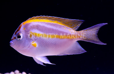 Bellus Angelfish, Male