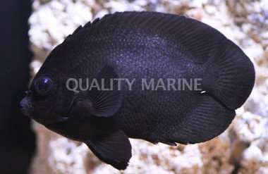 Black Nox Angelfish