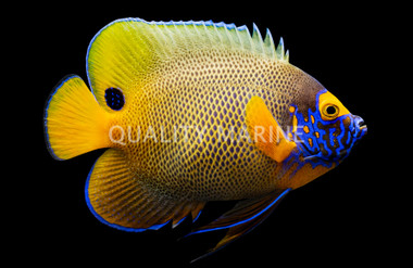 Blueface Angelfish, Adult