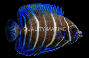 Blueface Angelfish, Juvenile
