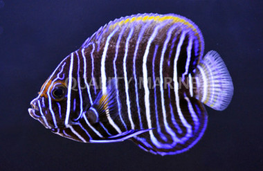 Blueface Angelfish, Juvenile
