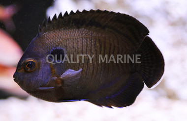 Dusky Angelfish