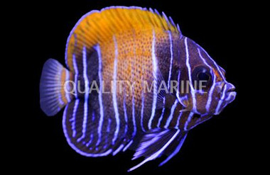 Blue Girdled Angelfish, Sub-Adult