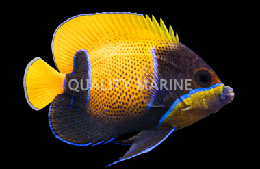 Blue Girdled Angelfish, Sub-Adult