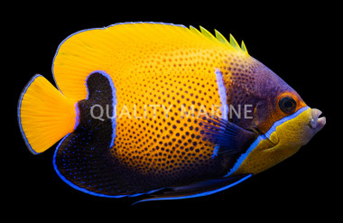 Blue Girdled Angelfish, Sub-Adult