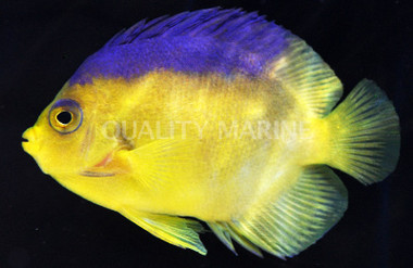 Coco's Keeling Angelfish