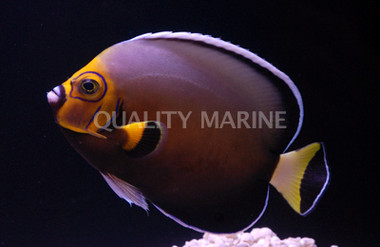 Conspicuous Angelfish