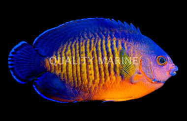Coral Beauty Angelfish