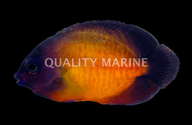 Coral Beauty Angelfish