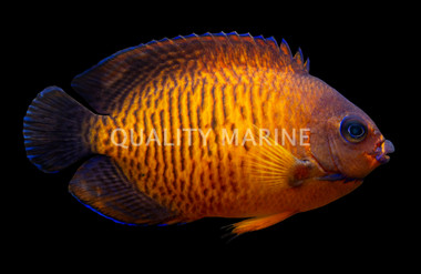 Coral Beauty Angelfish