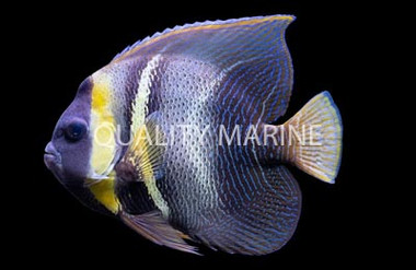 Cortez Angelfish
