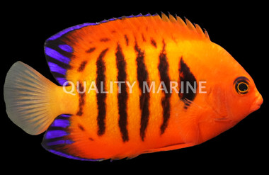 Flame Angelfish