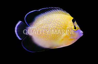 Goldflake Angelfish