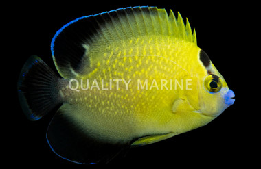 Goldflake Angelfish
