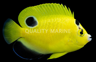 Goldflake Angelfish, Juvenile