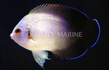 Half Black Angelfish