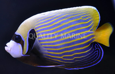Emperor Angelfish, Adult