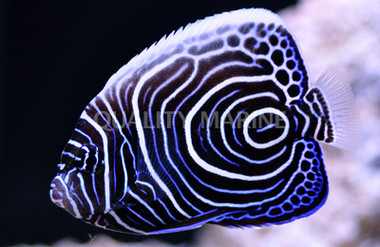 Emperor Angelfish, Juvenile