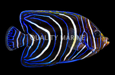 Koran Angelfish, Juvenile