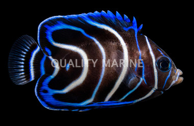 Koran Angelfish, Juvenile