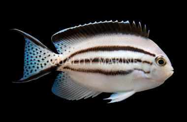 Lamarck's Angelfish, Female