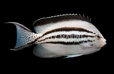 Lamarck's Angelfish, Male