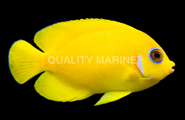 Lemonpeel Angelfish