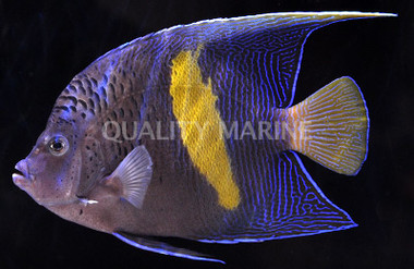 Maculosis Angelfish, Adult
