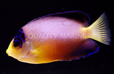 Multicolor Angelfish