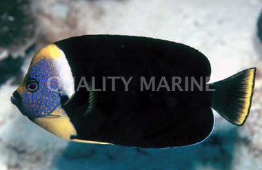 False Personifer Angelfish, Juvenile