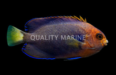 Pygmy Yellowtail Angelfish