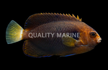 Pygmy Yellowtail Angelfish