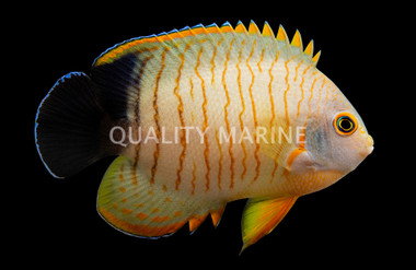 Redstipe Angelfish