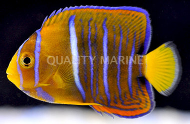 Passer Angelfish